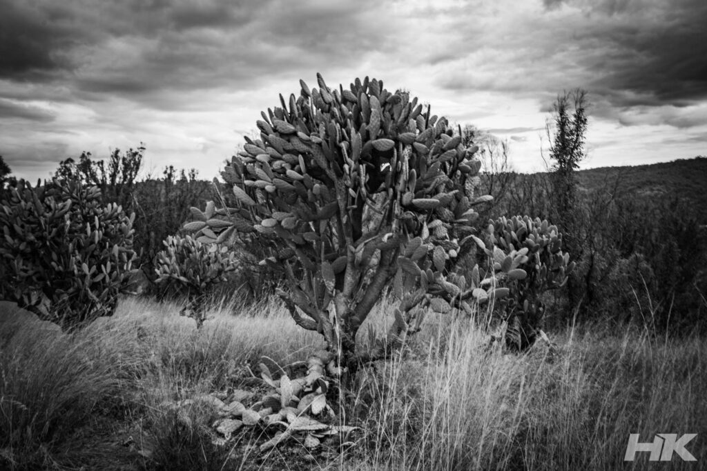 _DSC1281
